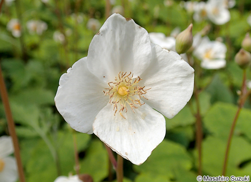 シラユキゲシ Eomecon chionantha