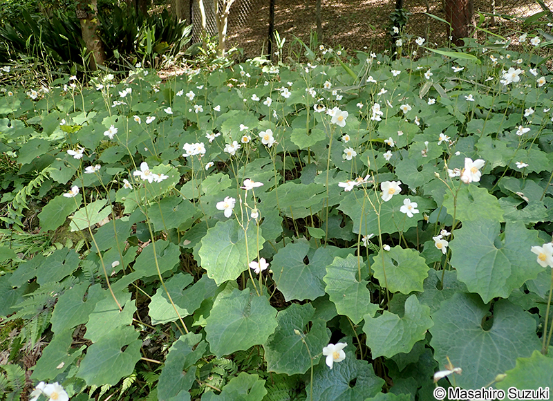 シラユキゲシ Eomecon chionantha