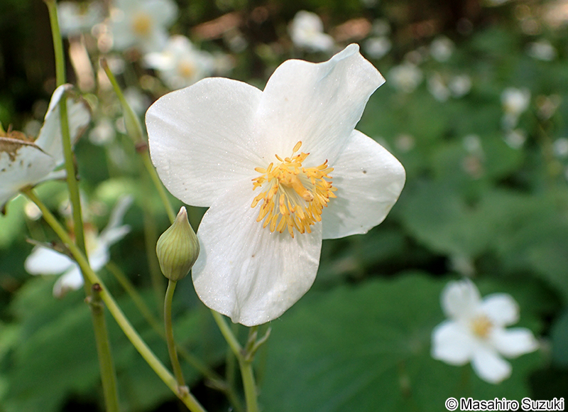 シラユキゲシ Eomecon chionantha