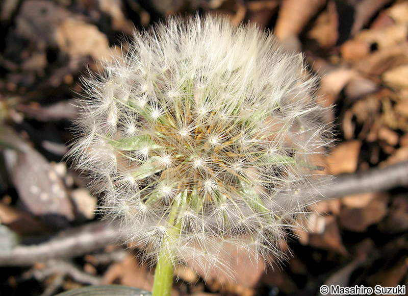 シロバナタンポポの綿毛