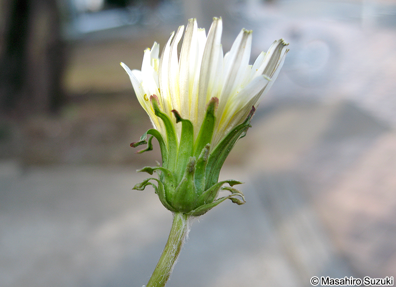 シロバナタンポポの外総苞片