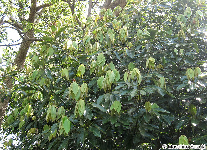シロダモ Neolitsea sericea