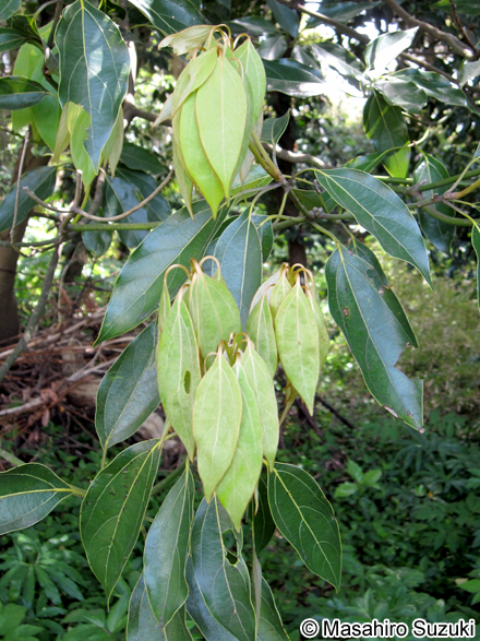 シロダモ Neolitsea sericea