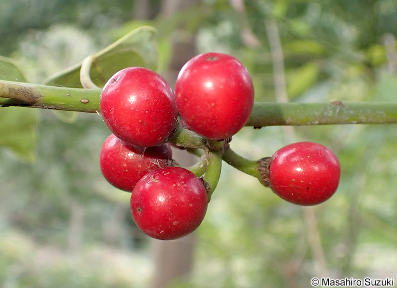 シロダモの果実