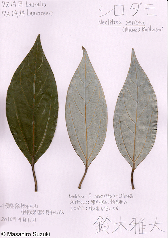 シロダモの押し葉