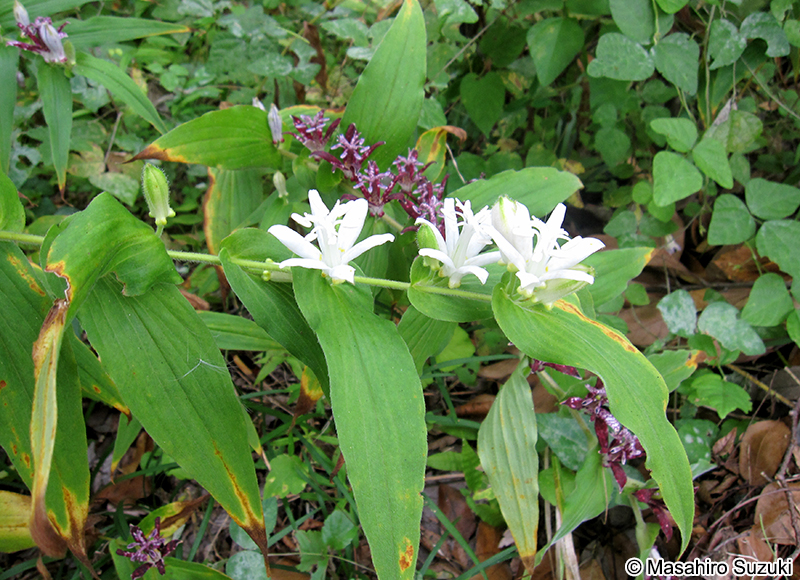 シロホトトギス Tricyrtis hirta f. albescens