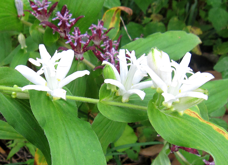 シロホトトギス Tricyrtis hirta f. albescens