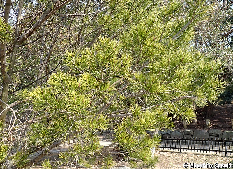 シロマツ Pinus bungeana