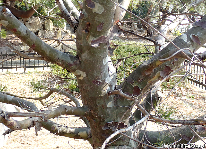 シロマツの樹皮