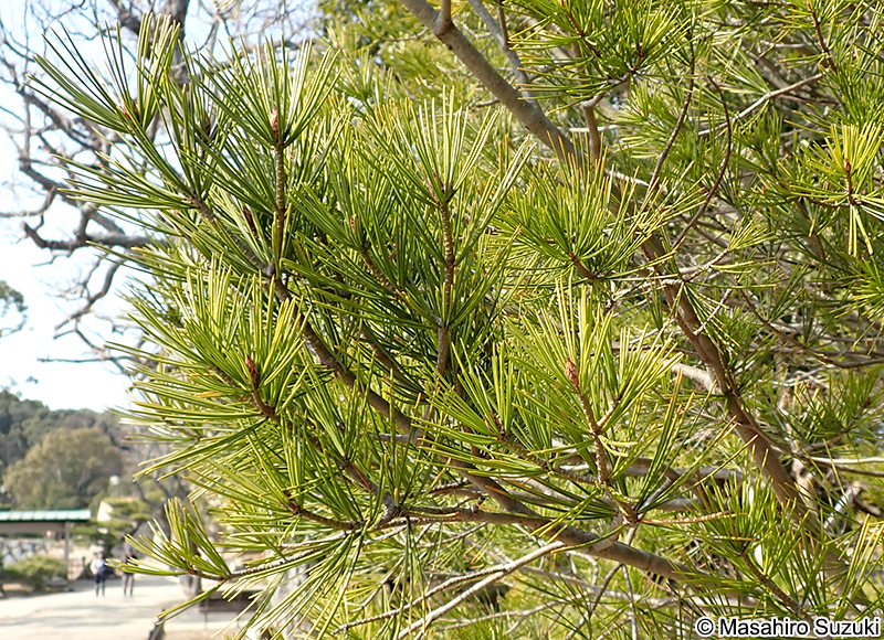 シロマツ Pinus bungeana