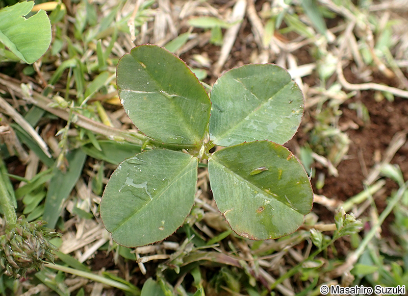 四つ葉のクローバー