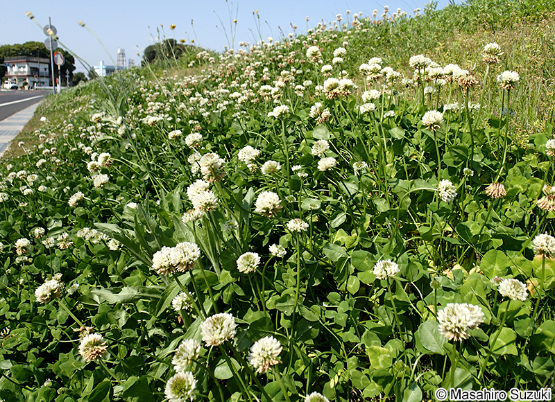 シロツメクサ（クローバー） Trifolium repens