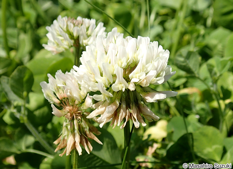 シロツメクサ（クローバー） Trifolium repens