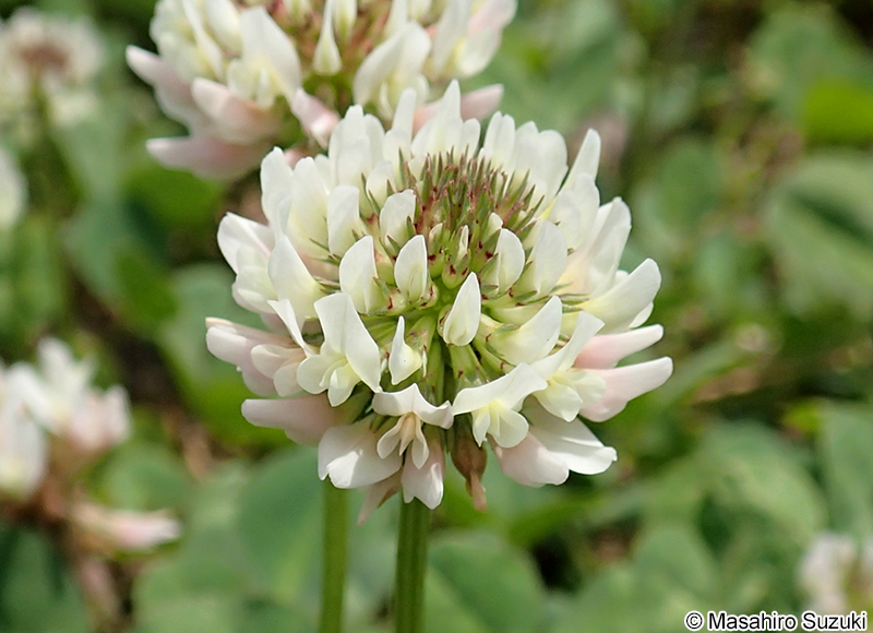 シロツメクサ（クローバー） Trifolium repens