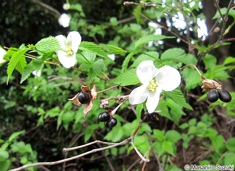 シロヤマブキ Rhodotypos scandens