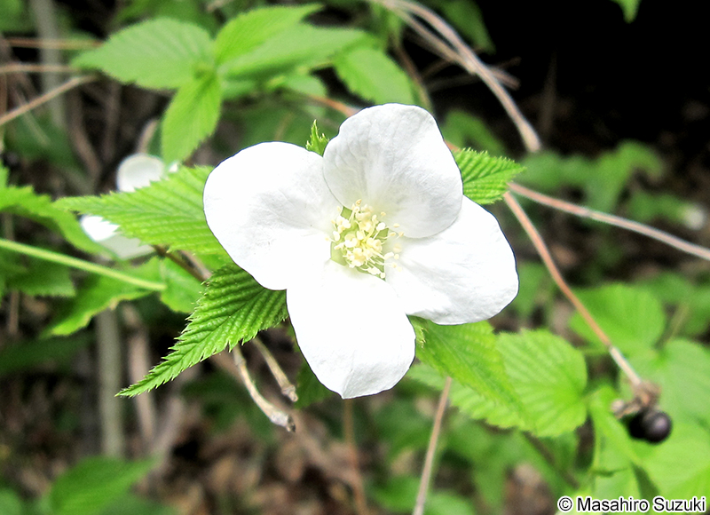 シロヤマブキ Rhodotypos scandens
