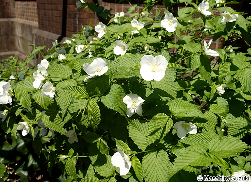 シロヤマブキ Rhodotypos scandens