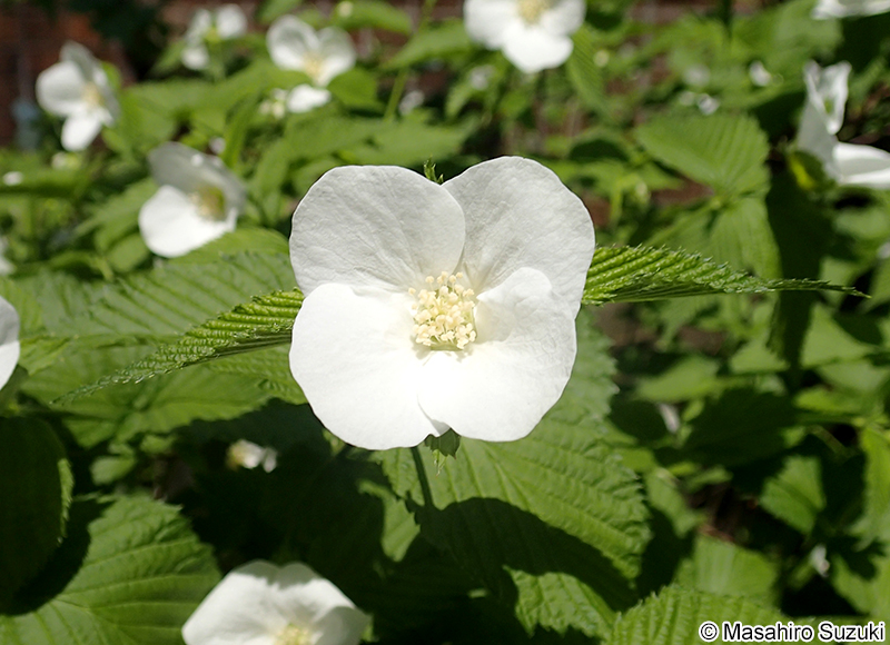 シロヤマブキ Rhodotypos scandens