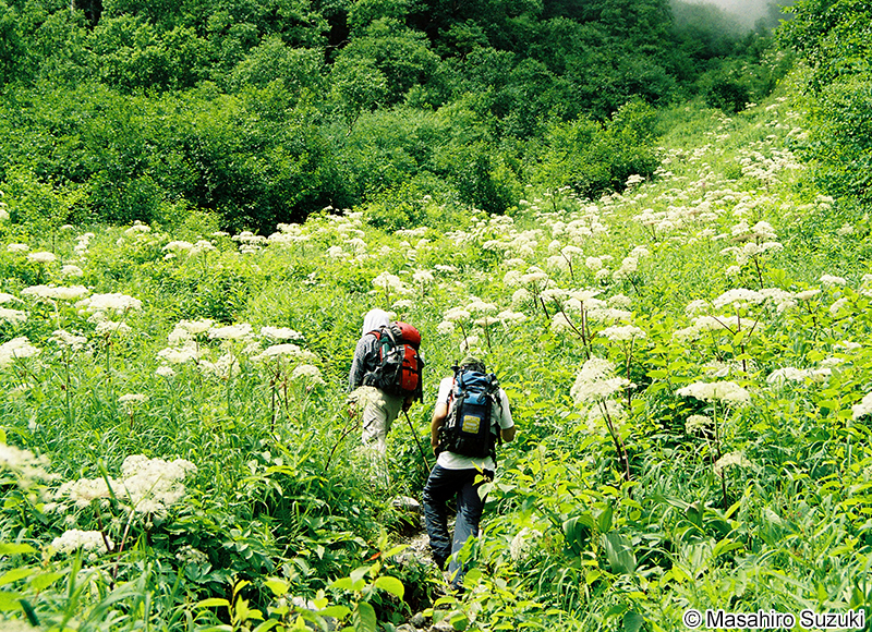 シシウド Angelica pubescens