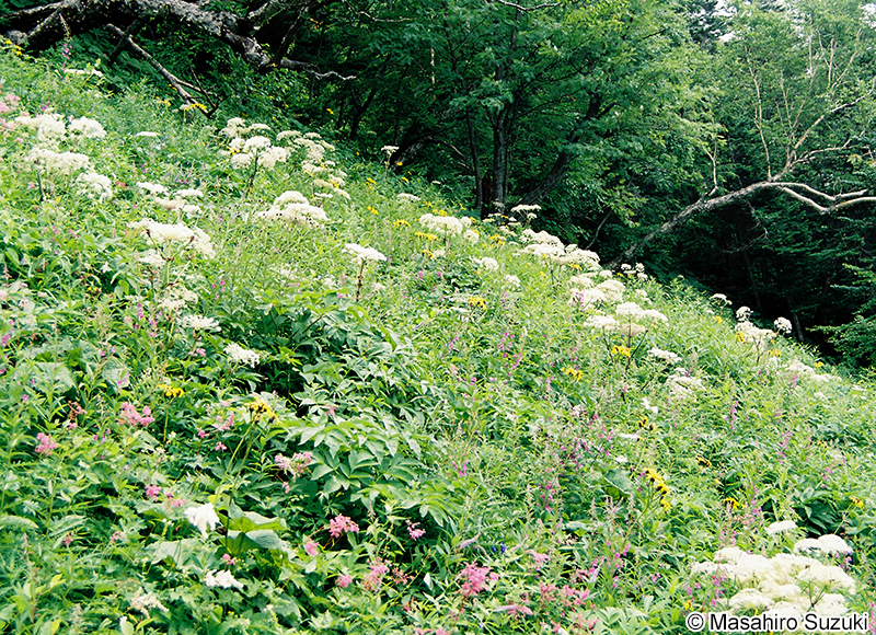 シシウド Angelica pubescens