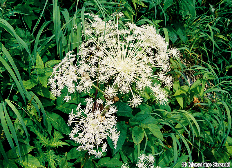 シシウド Angelica pubescens