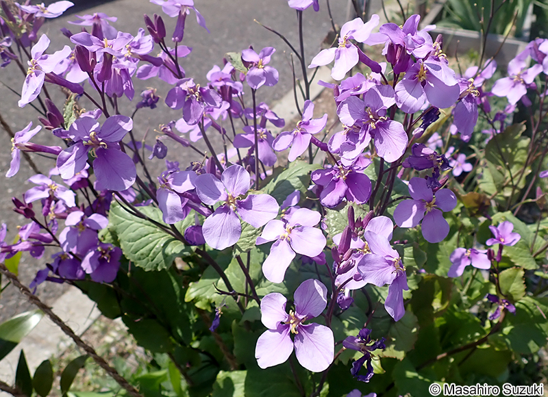 ショカツサイ Orychophragmus violaceus