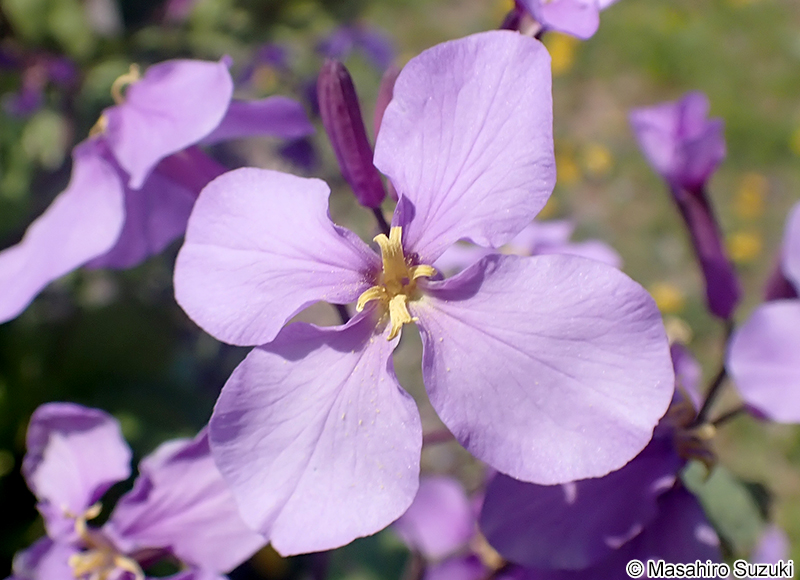 ショカツサイ Orychophragmus violaceus