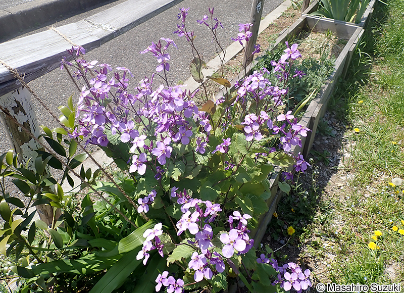 ショカツサイ Orychophragmus violaceus