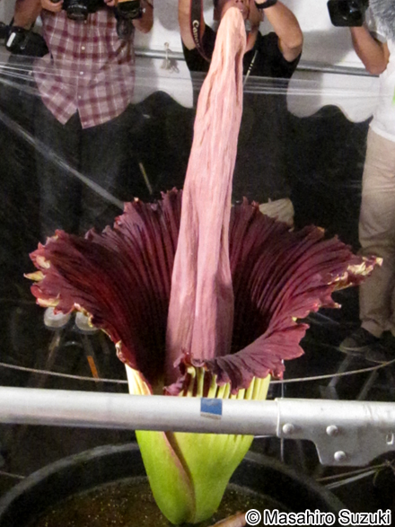 ショクダイオオコンニャク Amorphophallus titanum