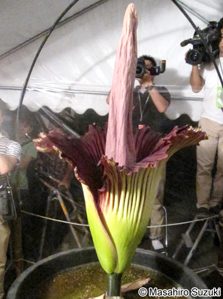 ショクダイオオコンニャク Amorphophallus titanum