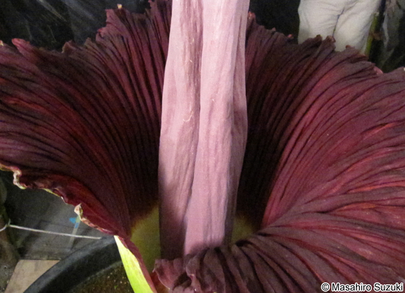 ショクダイオオコンニャク Amorphophallus titanum