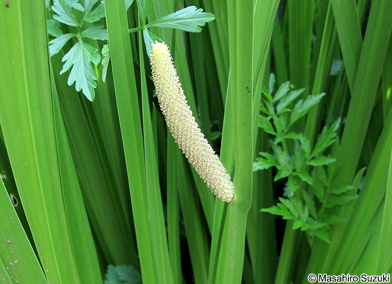 ショウブ Acorus calamus