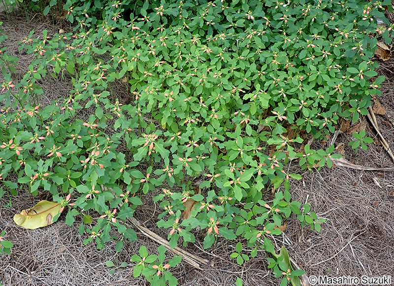 ショウジョウソウ Euphorbia cyathophora