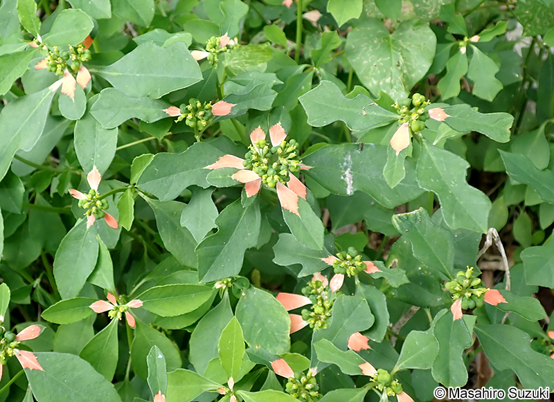 ショウジョウソウ Euphorbia cyathophora