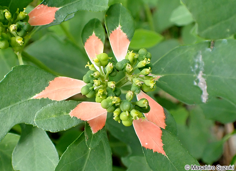 ショウジョウソウ Euphorbia cyathophora