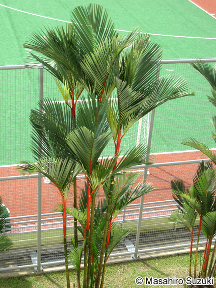 ショウジョウヤシ Cyrtostachys renda