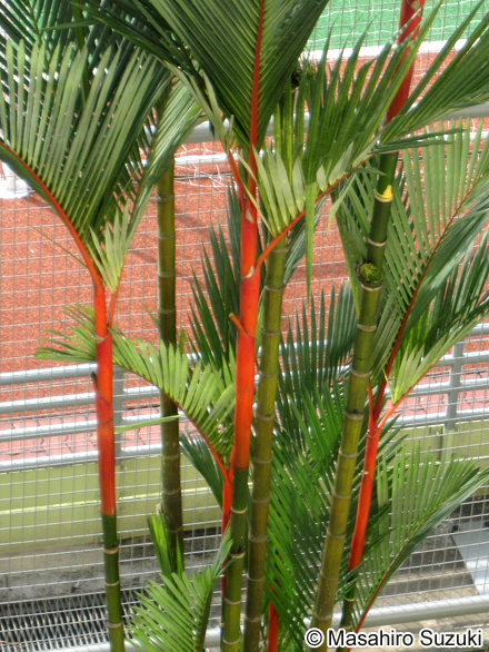 ショウジョウヤシ Cyrtostachys renda