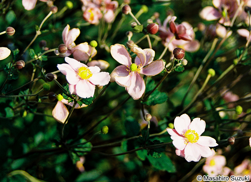 シュウメイギク Anemone hupehensis var. japonica