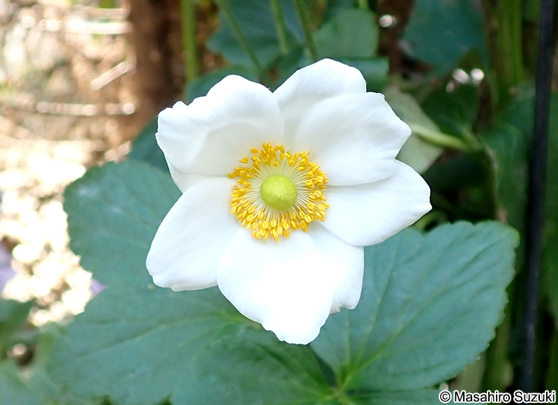 シュウメイギク Anemone hupehensis var. japonica