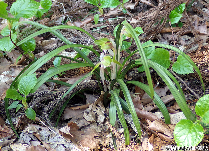 シュンラン Cymbidium goeringii