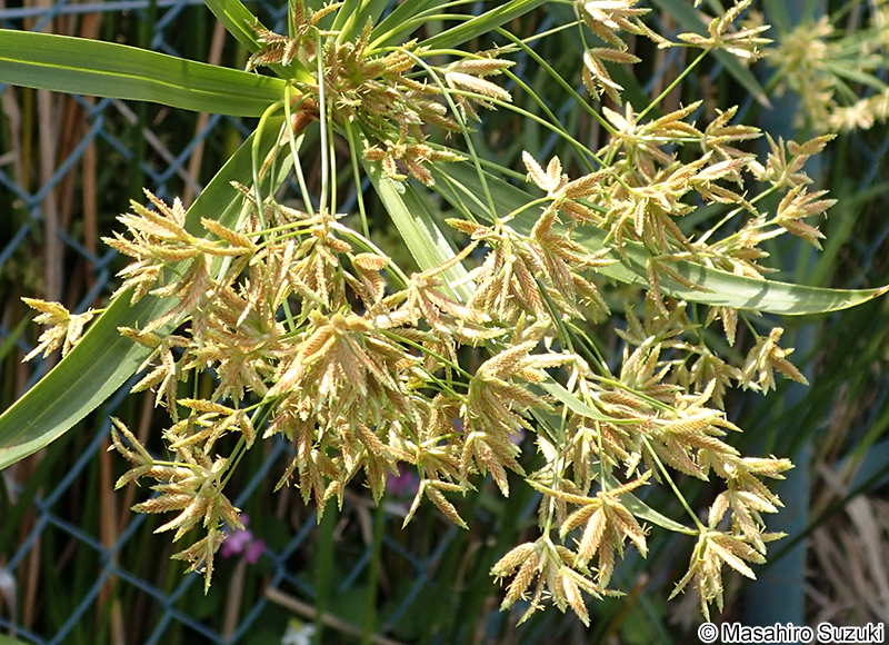 シュロガヤツリ Cyperus alternifolius subsp. flabelliformis