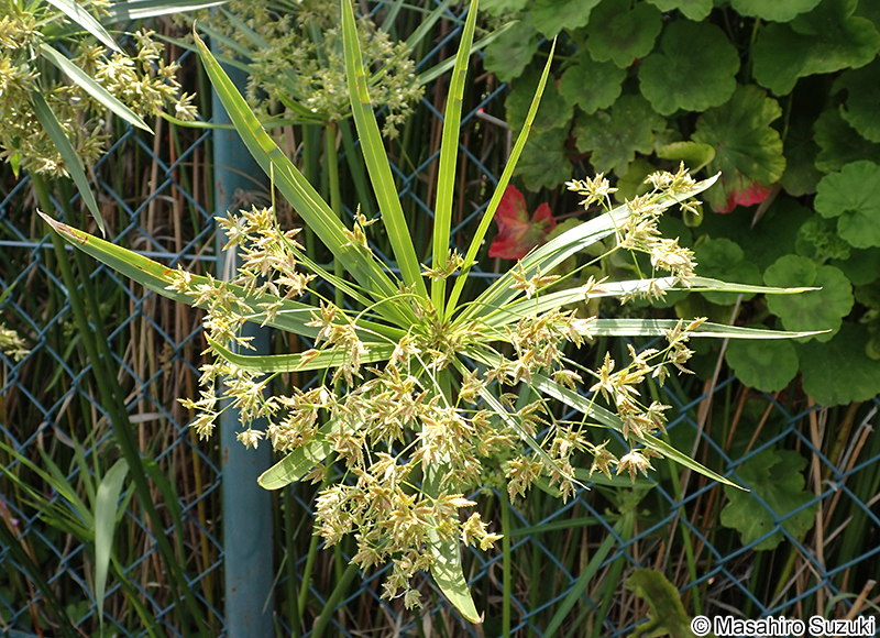シュロガヤツリ Cyperus alternifolius subsp. flabelliformis