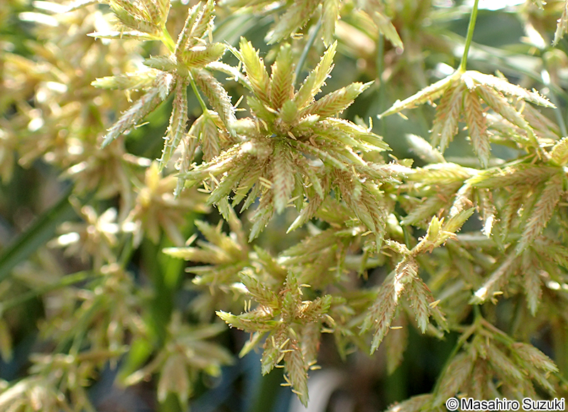シュロガヤツリ Cyperus alternifolius subsp. flabelliformis