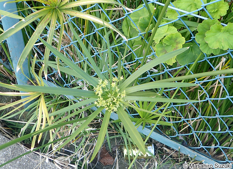 シュロガヤツリ Cyperus alternifolius subsp. flabelliformis