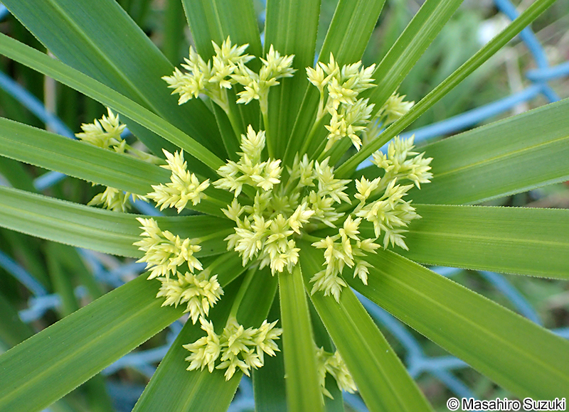 シュロガヤツリ Cyperus alternifolius subsp. flabelliformis