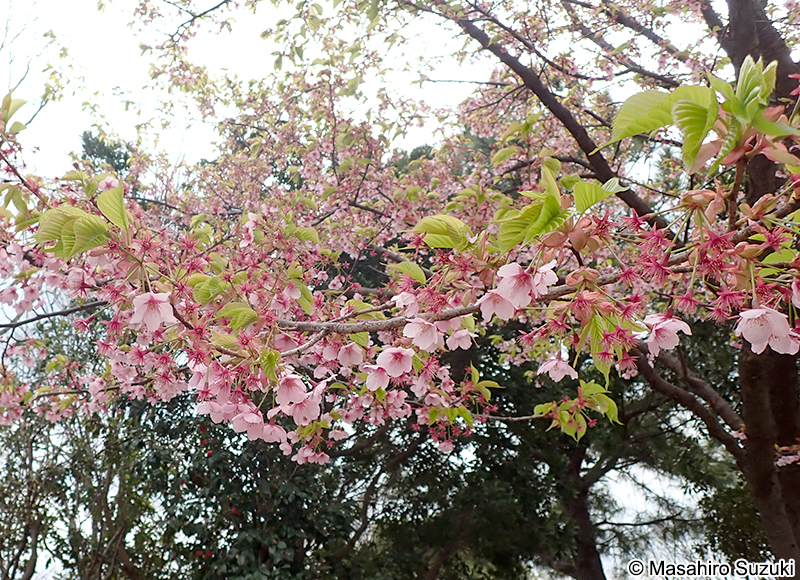 シュゼンジカンザクラ（修善寺寒桜） Cerasus x kanzakura 'Rubescens'