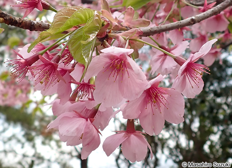 シュゼンジカンザクラ（修善寺寒桜） Cerasus x kanzakura 'Rubescens'