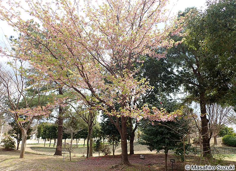 シュゼンジカンザクラ（修善寺寒桜） Cerasus x kanzakura 'Rubescens'