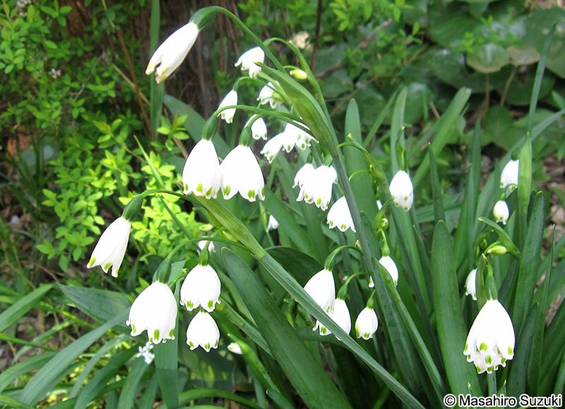 スノーフレーク Leucojum aestivum