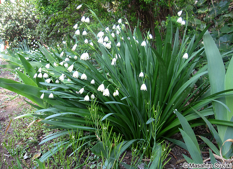 スノーフレーク Leucojum aestivum